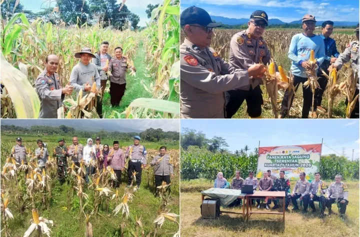 Dukung Ketahanan Pangan, Kapolres Kuningan Turun Langsung Pimpin Panen Raya Jagung di 9 Lokasi